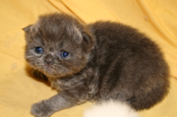 blue persian - Persian Kittens - Pure Breed Persian & Himalayan Kittens with Pedigree