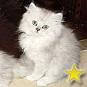 Persians by Rhonda RB Cathouse, AR