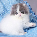 Admat Cattery, Australia