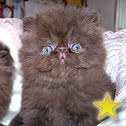 Admat Cattery, Australia