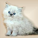 Boutique Kittens, Colorado