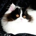 Cozy Kittens, MO