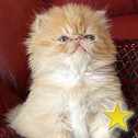 Winnplace Cattery, FL
