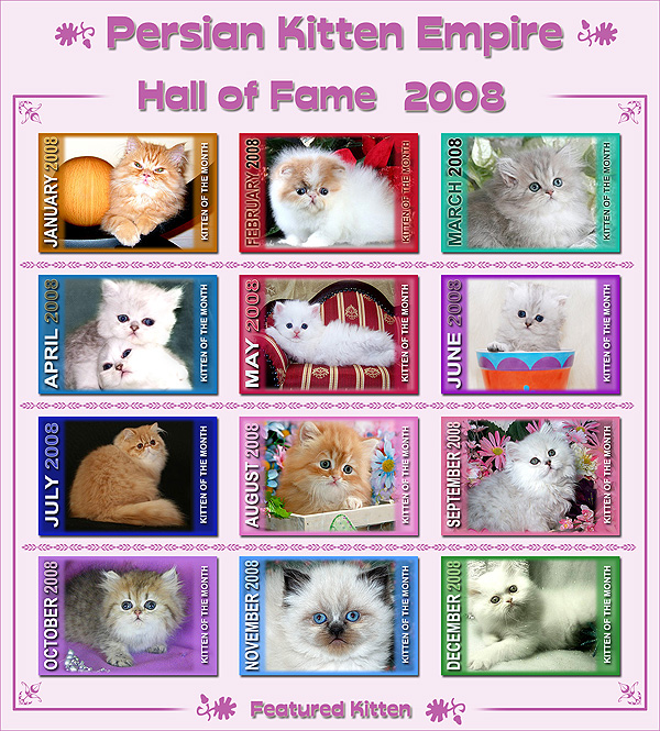 Featured Kitten of the FRONT Page of Persian Kitten Empire - GLOBAL Breeder Directory