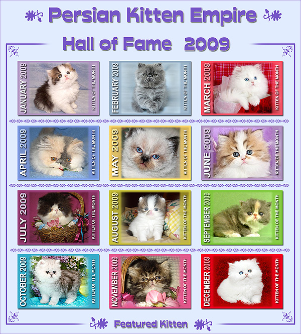 Featured Kitten of the FRONT Page of Persian Kitten Empire - GLOBAL Breeder Directory