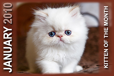 Perfect Cats - Himalayans, TX