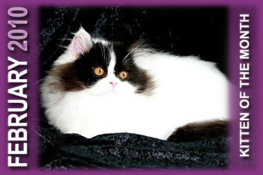 Cozy Kittens, MO