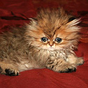 DjaVuPurrs Cattery, KY