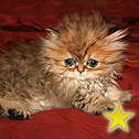 DjaVuPurrs Cattery, KY
