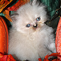 DjaVuPurrs Cattery, KY