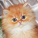 Persians Of Jewels Vaughn, KY