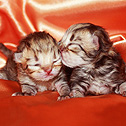 Persians Of Jewels Vaughn, KY