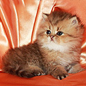 Persians Of Jewels Vaughn, KY