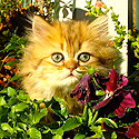 Nyaako Cattery, NC