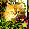 Nyaako Cattery, NC