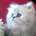 Linrenay Persians, OH
