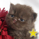 Linrenay Persians, OH