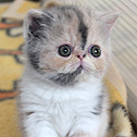 TITBIT, Russian