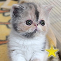 TITBIT, Russian