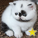 TITBIT cattery, Russia