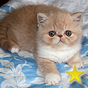 TITBIT, Russian