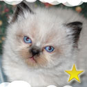 Isle of Crete Cattery, TN