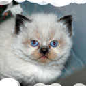 Isle of Crete Cattery, TN