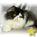 Show Felines, TN