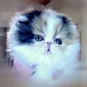 Lapeyrouse Himalayan & Persian Kittens, TX