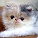 Lapeyrouse Himalayan & Persian Kittens, TX