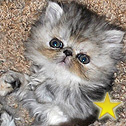 Lapeyrouse Himalayan & Persian Kittens, TX
