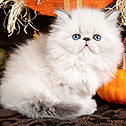 Perfect Cats - Himalayans, TX