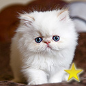 Perfect Cats - Himalayans, TX