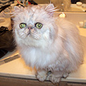 NU Moon Cattery, UT