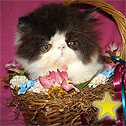 Mt. Baker Exotics and Persians, WA