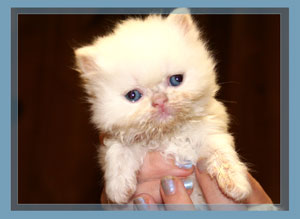 Persian Flame Point - click for more Photos & VIDEO