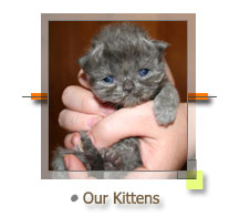 Persian Kittens