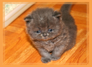 Blue Persian - click for more Photos & VIDEO