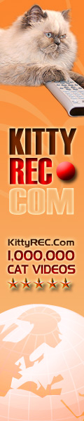 Cat Videos