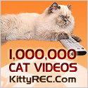 Funny Cat Videos