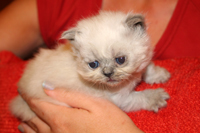 Himalayan Breeder