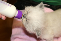 Persian Breeder