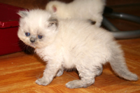 Persian Breeders