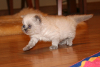 Himalayan