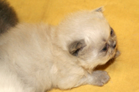 Persian cat