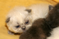 kitty