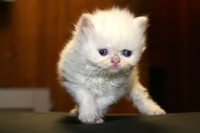 Flame Point Persian 