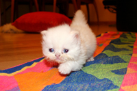 Flame Point Himalayan Kitten