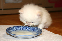 Persian Kitten