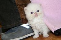 Himalayan